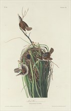 Marsh Wren, 1830.