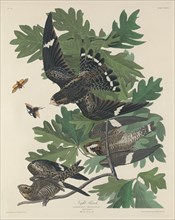 Night Hawk, 1832.