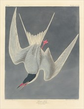 Great Tern, 1836.