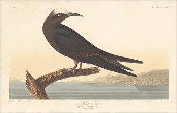 Noddy Tern, 1835.