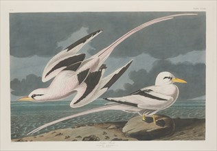 Tropic Bird, 1835.