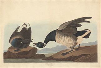 Brant Goose, 1837.