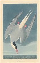 Arctic Tern, 1835.