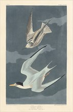 Lesser Tern, 1836.