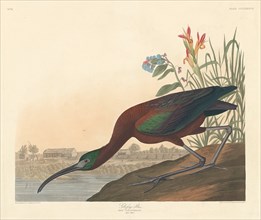 Glossy Ibis, 1837.