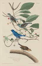 Indigo Bird, 1829.