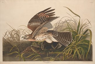 Winter Hawk, 1829.