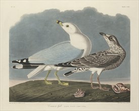 Common Gull, 1834.