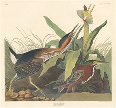 Green Heron, 1836.