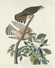 Pigeon Hawk, 1830.