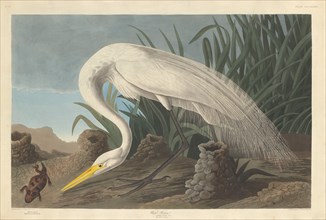 White Heron, 1837.