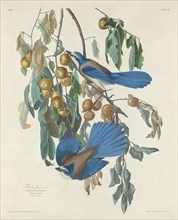 Florida Jays, 1830.