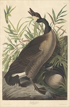 Canada Goose, 1834.