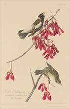 Rice Bunting, 1829.