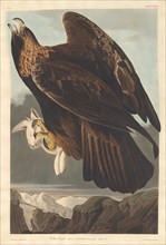 Golden Eagle, 1833.