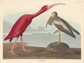 Scarlet Ibis, 1837.