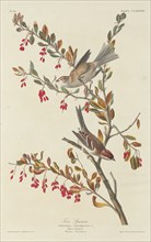 Tree Sparrow, 1834.