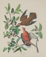 Zenaida Dove, 1833.