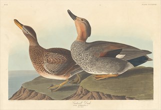 Gadwall Duck, 1836.