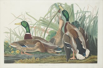 Mallard Duck, 1834.