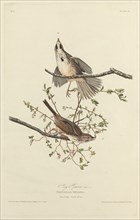 Song Sparrow, 1827.