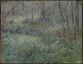 Wild Parsley, 1900.