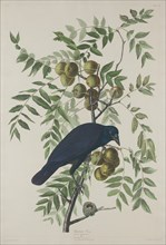 American Crow, 1833.