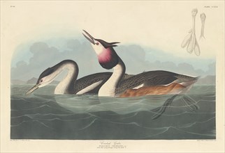 Crested Grebe, 1836.