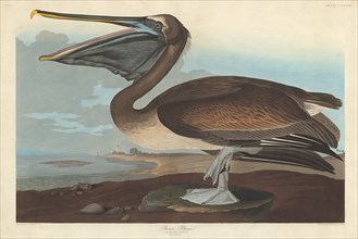 Brown Pelican, 1838.