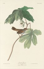 Swamp Sparrow, 1829.