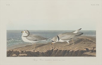 Piping Plover, 1834.