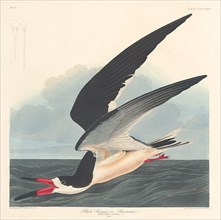 Black Skimmer, 1836.