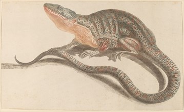 Lizard, 1680s/1690s.