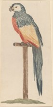 Parrot, 1680s/1690s.