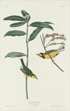 Hooded Warbler, 1831.