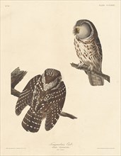 Tengmalm's Owl, 1837.