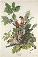 American Robin, 1832.