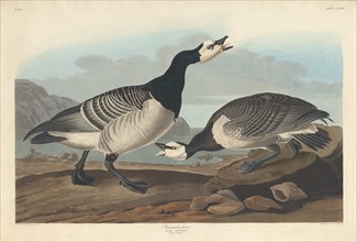 Barnacle Goose, 1836.