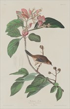 Bachmans Finch, 1833.