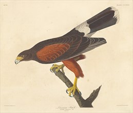 Louisiana Hawk, 1837.