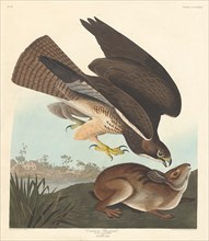 Common Buzzard, 1837.