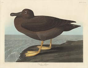 Dusky Albatros, 1838.