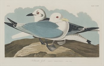 Kittiwake Gull, 1834.