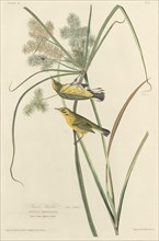 Prairie Warbler, 1827.