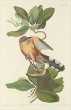 Mangrove Cuckoo, 1833.
