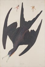 Frigate Pelican, 1835.