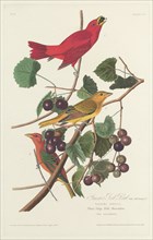 Summer Red Bird, 1828.