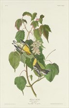 Hemlock Warbler, 1832.