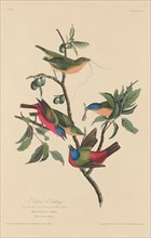 Painted Bunting, 1829.