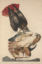 Red Tailed Hawk, 1829.